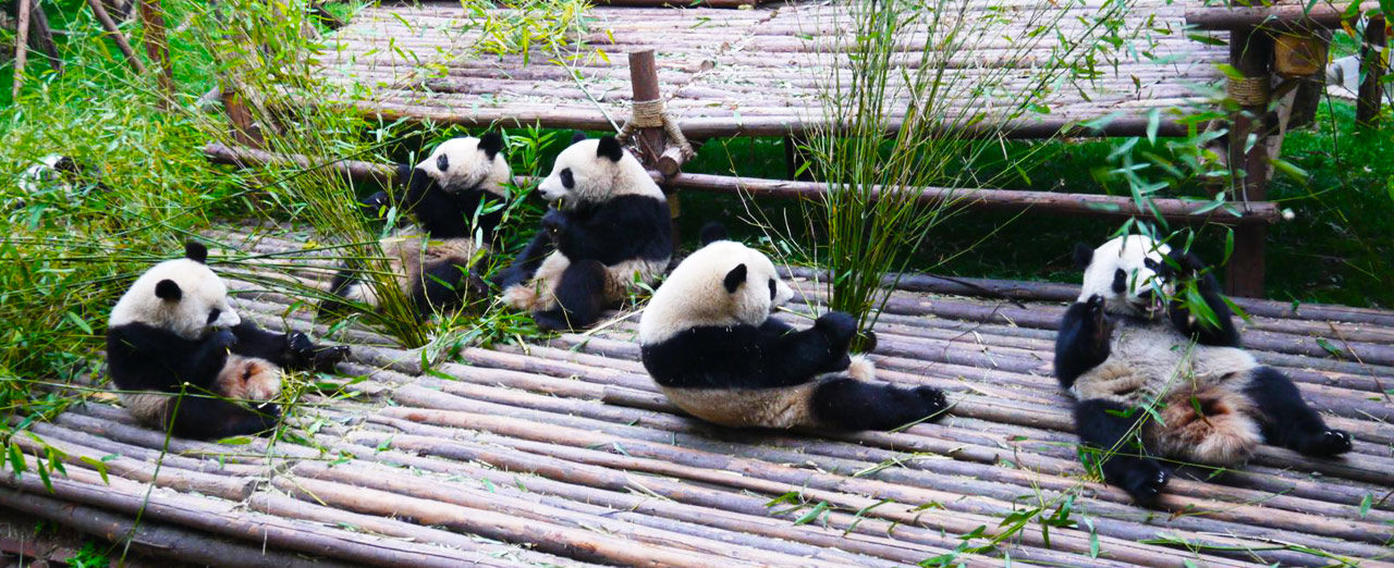 5-day Sichuan Chengdu Giant Panda Volunteer Tour