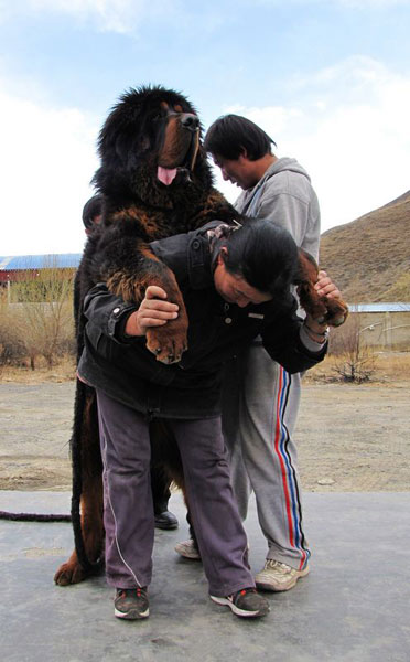 newfoundland mastiff dog