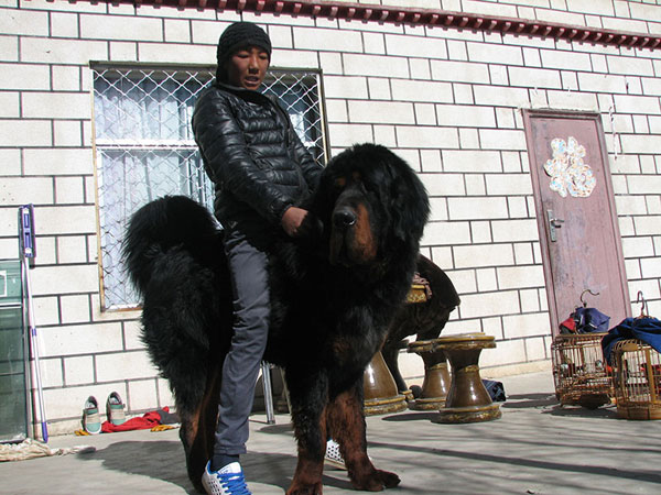 panda tibetan mastiff